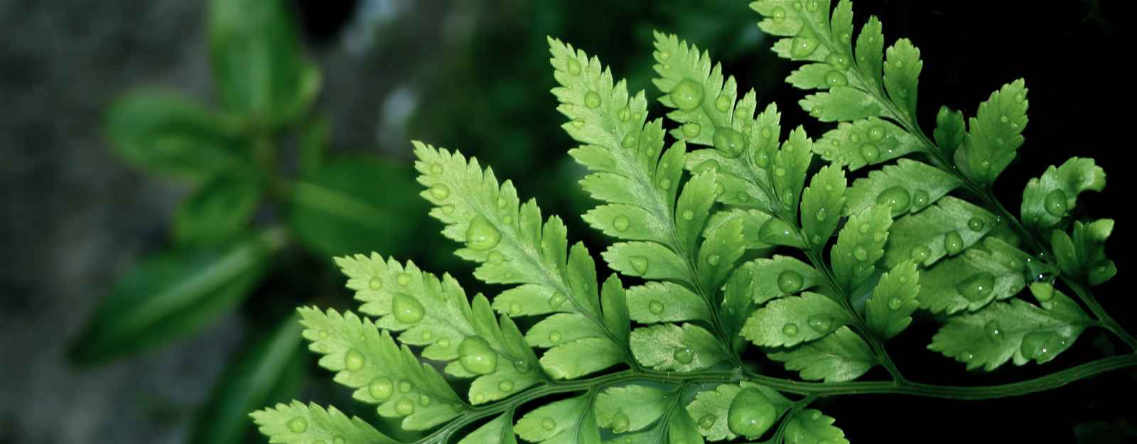 fern.jpg